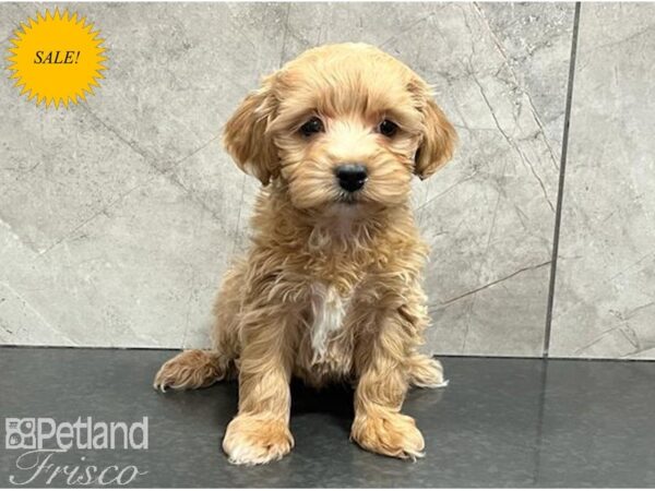 Havapoo Dog Male Red 30649 Petland Frisco, Texas