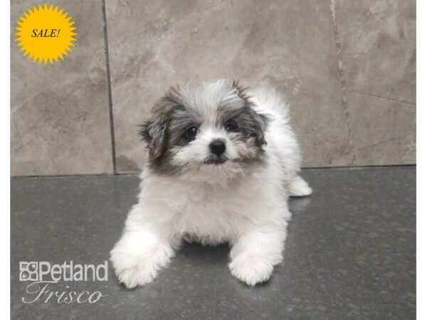 HavaPom-Dog-Female-Blue Merle-30662-Petland Frisco & Mckinney, Texas