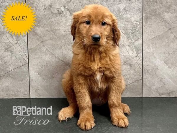 Golden Retriever Dog Female Golden 30663 Petland Frisco, Texas