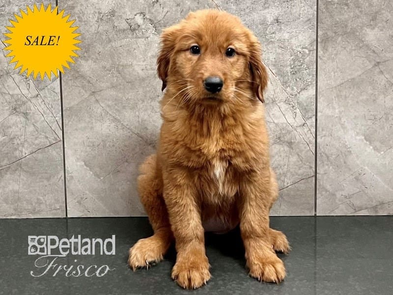 Golden Retriever-Dog-Female-Golden-3852887-Petland Frisco, Texas