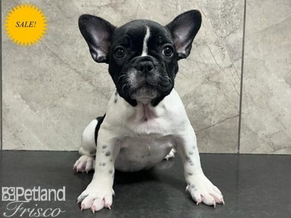 French Bulldog-Dog-Female-White / Black-30678-Petland Frisco, Texas