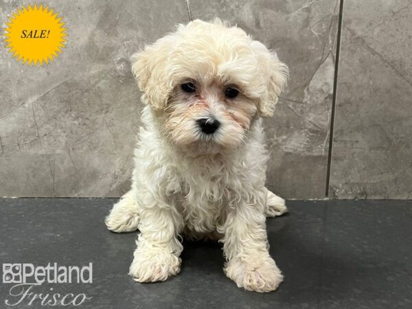 Maltipoo Dog Female White & Cream 30689 Petland Frisco, Texas