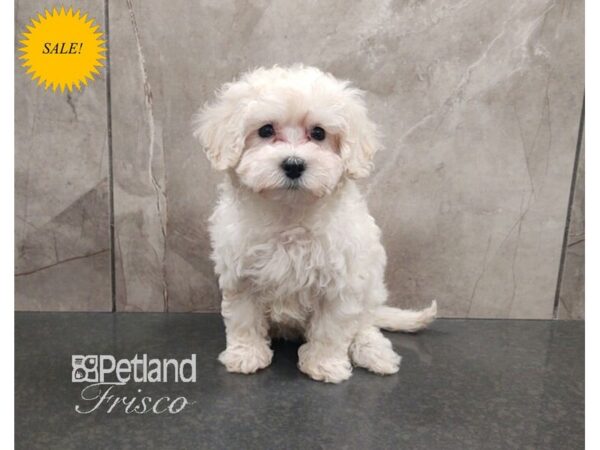 Maltipoo Dog Female White 30690 Petland Frisco, Texas