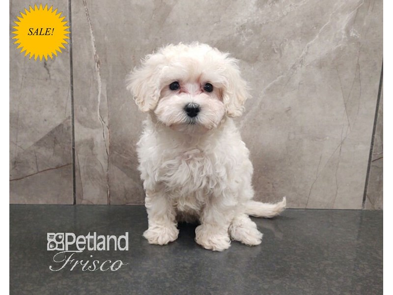 Maltipoo Dog Female White 30690