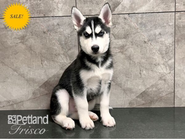 Siberian Husky Dog Male Black & White 30691 Petland Frisco, Texas