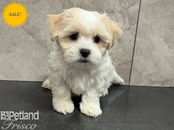 Teddy Bear Dog Male Cream 30694 Petland Frisco, Texas