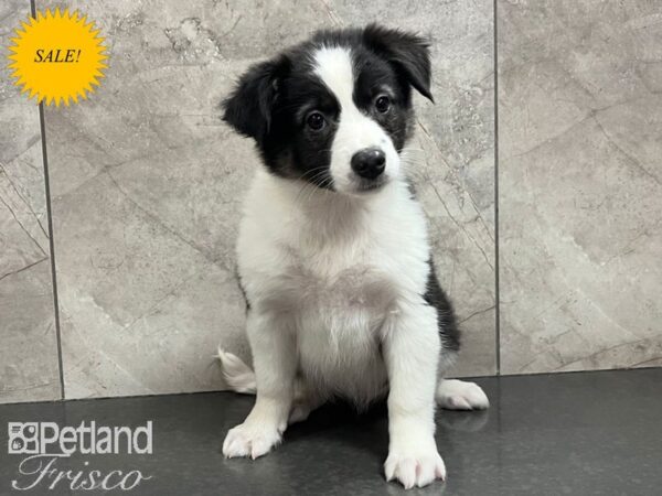 Aussimo-Dog-Female-Black / White-30695-Petland Frisco, Texas