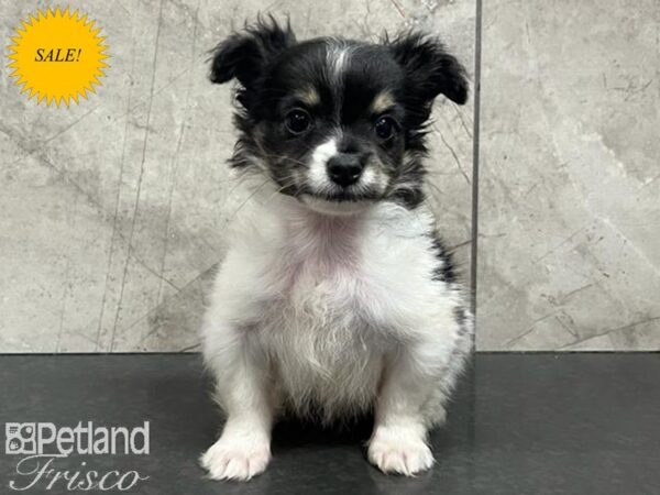 Chihuahua-Dog-Male-Tri-Colored-30696-Petland Frisco, Texas