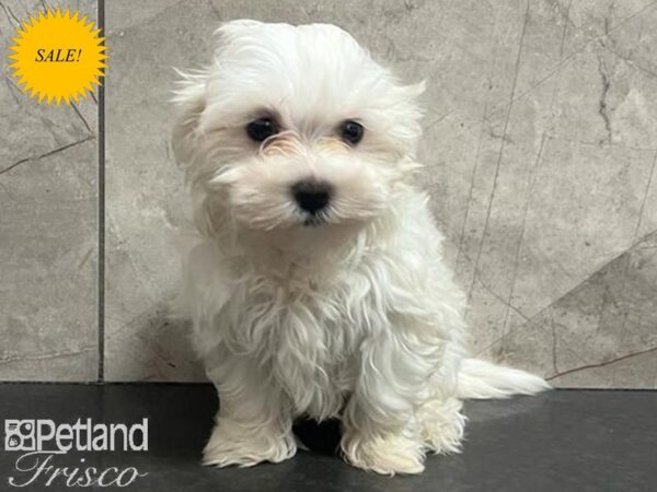 Maltese Dog Female White 30698 Petland Frisco, Texas