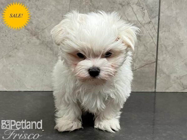 Maltese Dog Male White 30699 Petland Frisco, Texas