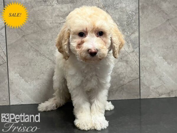 Miniature Poodle Dog Female Red 30704 Petland Frisco, Texas