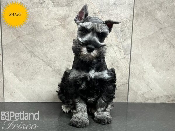 Miniature Schnauzer Dog Male Black / Silver 30705 Petland Frisco, Texas