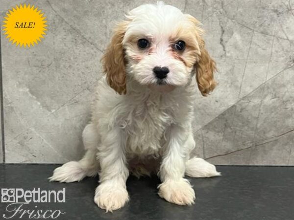 Cavapoo Dog Female Cream / White 30712 Petland Frisco, Texas