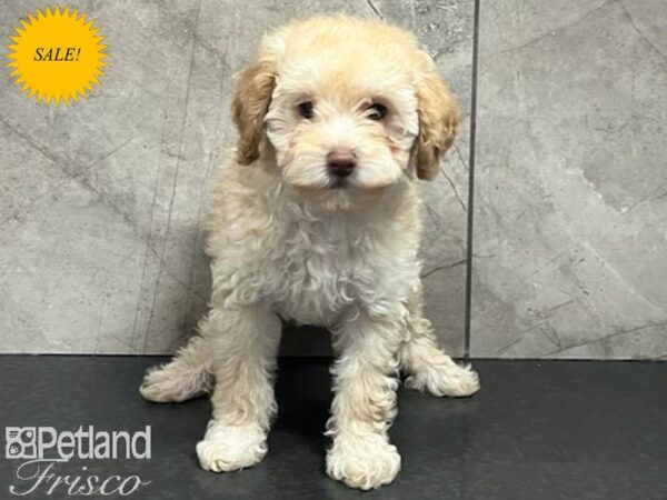 Miniature Poodle Dog Female Apricot 30713 Petland Frisco, Texas