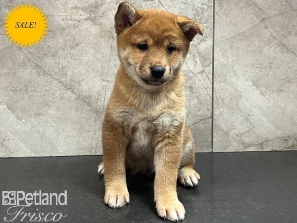 Shiba Inu-Dog-Male-Red-30714-Petland Frisco & Mckinney, Texas