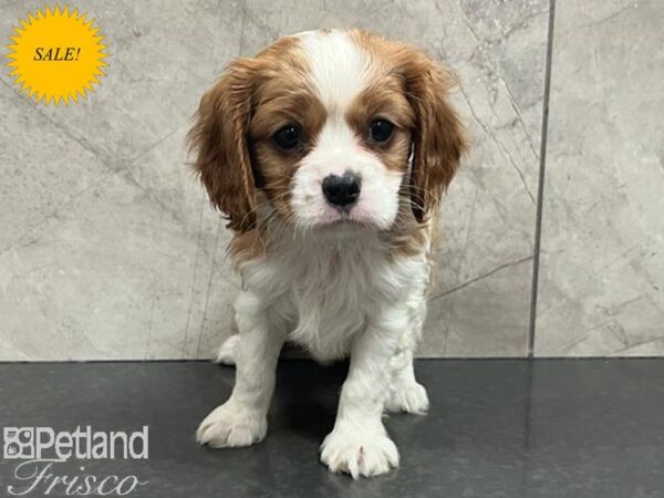 Cavalier King Charles Spaniel Dog Male Blenheim 30715 Petland Frisco, Texas