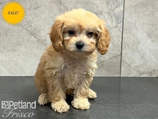 Cavapoo Dog Female Red 30716 Petland Frisco, Texas