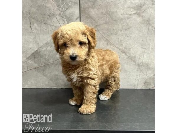 Poochon Dog Male Red / White 30765 Petland Frisco, Texas