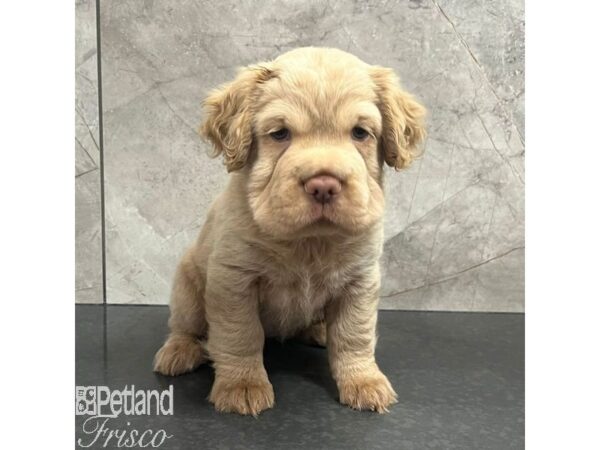 Hippo Mini Dog Female Buff 30763 Petland Frisco, Texas