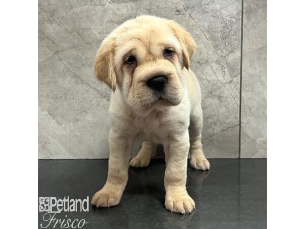 Hippo Mini Dog Female Buff 30762 Petland Frisco, Texas