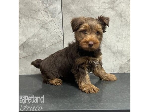 Yorkshire Terrier Dog Male Chocolate / Tan 30760 Petland Frisco, Texas