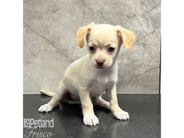 Chihuahua Dog Female White 30758 Petland Frisco, Texas