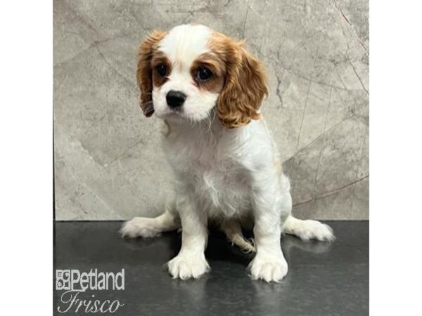 Cavalier King Charles Spaniel-Dog-Female-Blenheim-30757-Petland Frisco & Mckinney, Texas
