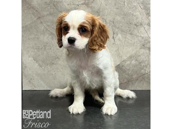 Cavalier King Charles Spaniel Dog Female Blenheim 30757 Petland Frisco, Texas