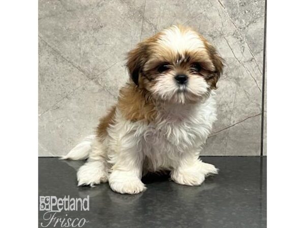 Shih Tzu-Dog-Female-Brown / White-30754-Petland Frisco & Mckinney, Texas