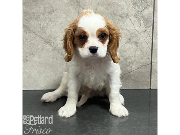 Cavalier King Charles Spaniel-Dog-Male-Blenheim-30752-Petland Frisco & Mckinney, Texas