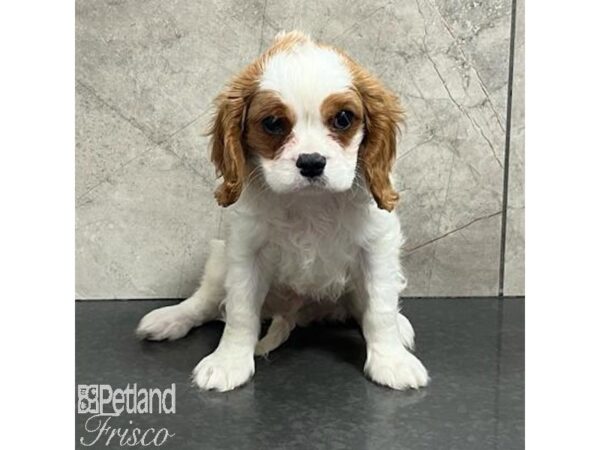 Cavalier King Charles Spaniel-Dog-Male-Blenheim-30752-Petland Frisco, Texas