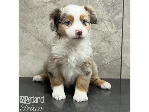 Miniature American Shepherd Dog Female Red Merle 30751 Petland Frisco, Texas