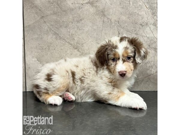 Miniature American Shepherd-Dog-Female-Red Merle-30750-Petland Frisco & Mckinney, Texas