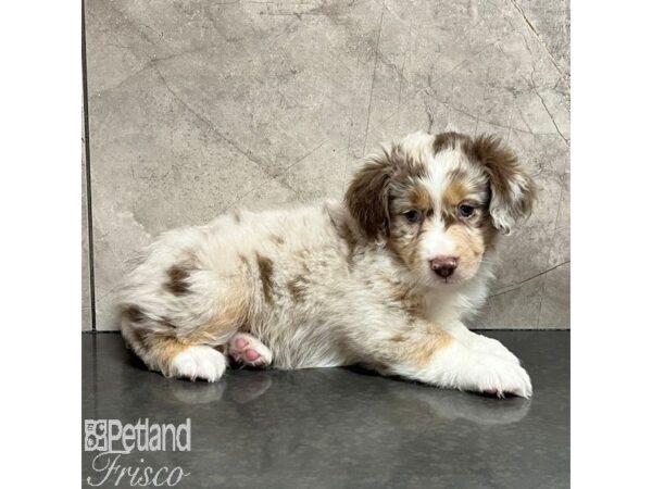 Miniature American Shepherd Dog Female Red Merle 30750 Petland Frisco, Texas