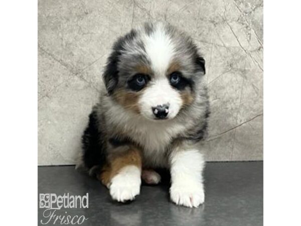 Miniature Australian Shepherd-Dog-Male-Blue Merle-30748-Petland Frisco & Mckinney, Texas