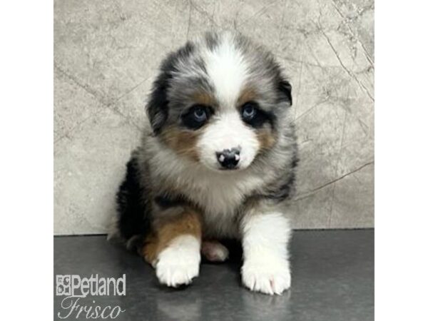 Miniature Australian Shepherd Dog Male Blue Merle 30748 Petland Frisco, Texas