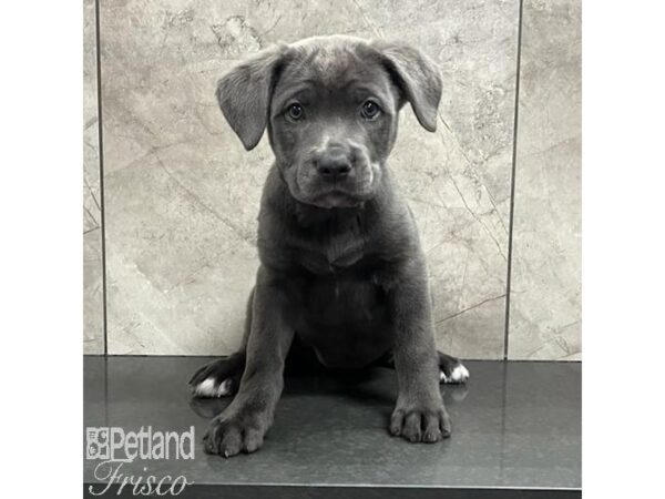 Cane Corso Dog Female Blue 30747 Petland Frisco, Texas