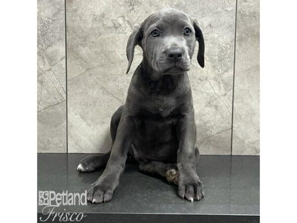 Cane Corso-Dog-Female-Blue-30746-Petland Frisco, Texas