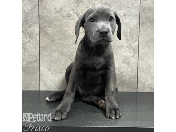 Cane Corso Dog Female Blue 30746 Petland Frisco, Texas