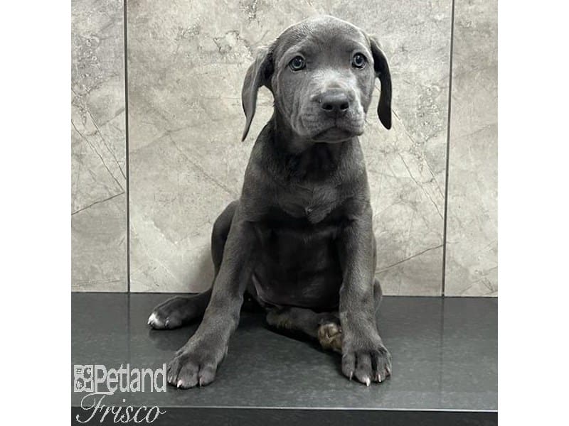 Cane Corso-Dog-Female-Blue-3878630-Petland Frisco, Texas
