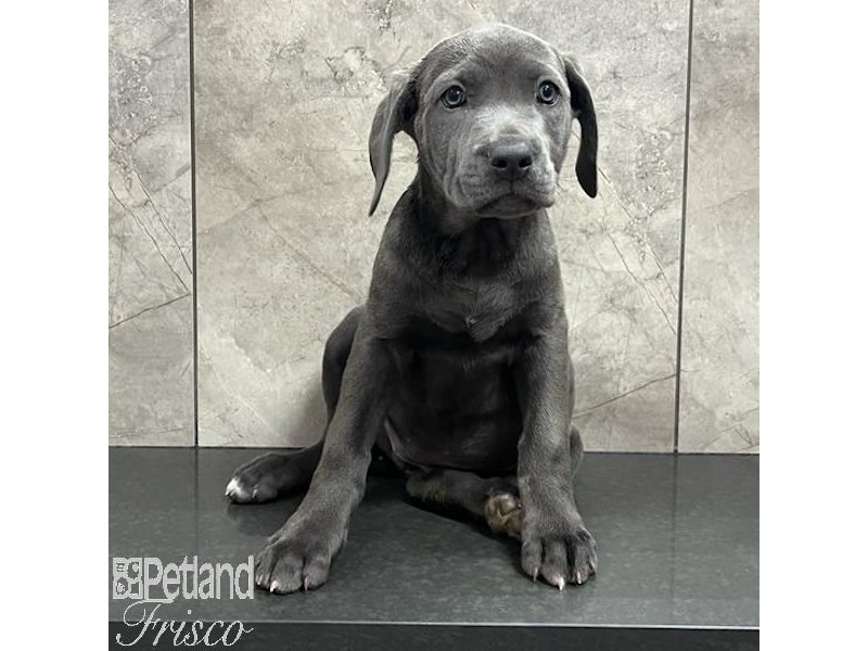 Cane CorsoDogFemaleBlue3878630Petland Frisco, Texas