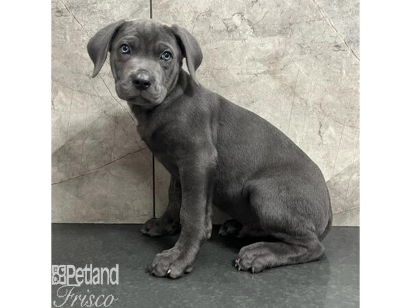 Cane Corso Dog Male Blue 30745 Petland Frisco, Texas