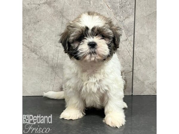 Shih Tzu-Dog-Female-Brown / White-30755-Petland Frisco & Mckinney, Texas