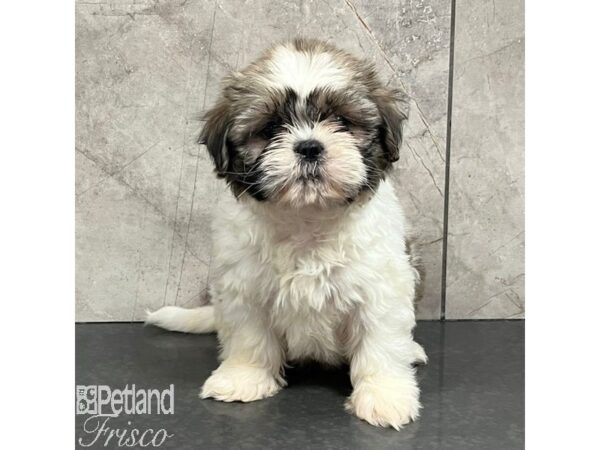 Shih Tzu Dog Female Brown / White 30755 Petland Frisco, Texas