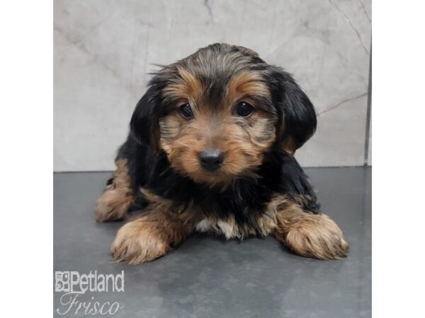 Yorkshire Terrier Dog Female Black / Tan 30759 Petland Frisco, Texas