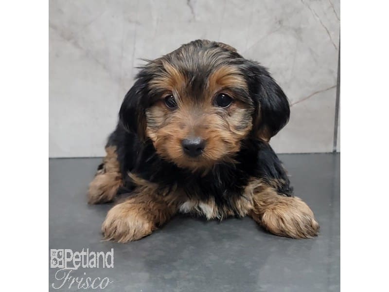 Yorkshire Terrier-Dog-Female-Black / Tan-3878449-Petland Frisco, Texas