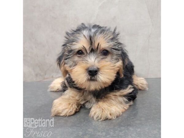 Yorkshire Terrier Dog Female Black / Tan 30761 Petland Frisco, Texas