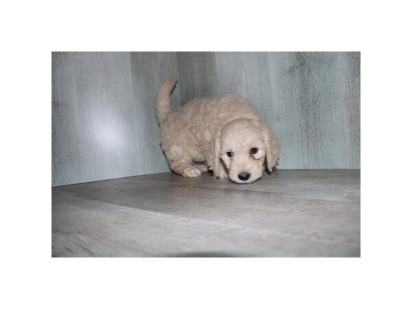 Goldendoodle Mini F1 Dog Female Cream 30783 Petland Frisco, Texas