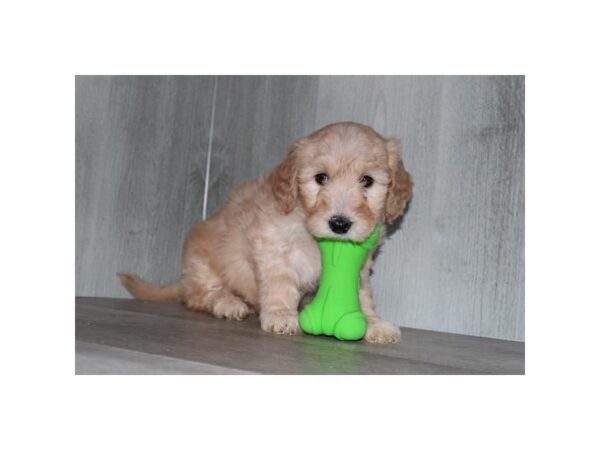 Goldendoodle Mini F1 Dog Female Cream 30786 Petland Frisco, Texas