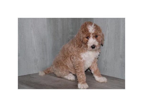 F1B sheepadoodle Dog Female Cream / White 30779 Petland Frisco, Texas